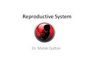 Reproductive System