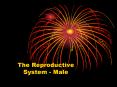 The Reproductive System - Male PowerPoint PPT Presentation