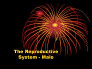 The Reproductive System - Male