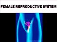 Female Reproductive System PowerPoint PPT Presentation