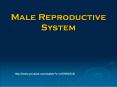 Male Reproductive System PowerPoint PPT Presentation