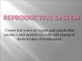 REPRODUCTIVE SYSTEM PowerPoint PPT Presentation