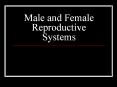 Male and Female Reproductive Systems PowerPoint PPT Presentation