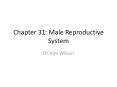 Chapter 31: Male Reproductive System PowerPoint PPT Presentation