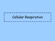 Cellular%20Respiration