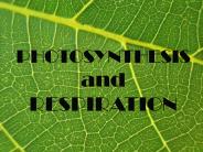 Photosynthesis and Cellular Respiration