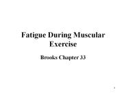 Fatigue During Muscular Exercise