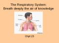 The Respiratory System: Breath deeply the air of knowledge PowerPoint PPT Presentation