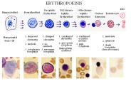 ERYTHROPOEISIS