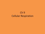 Ch 9 Cellular Respiration
