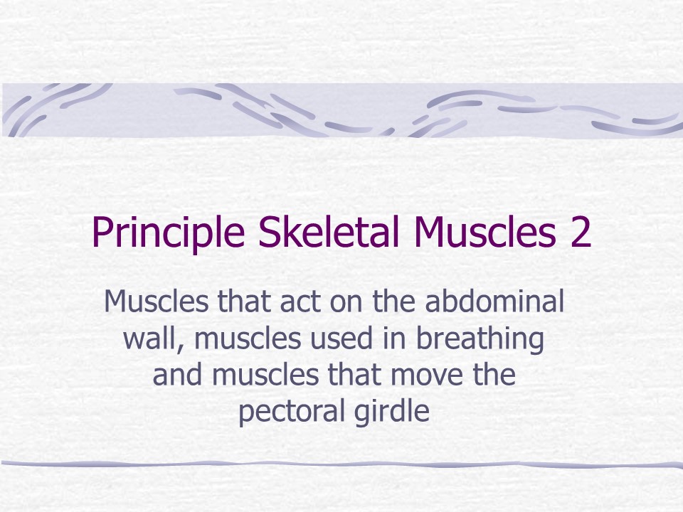 Principle Skeletal Muscles 2