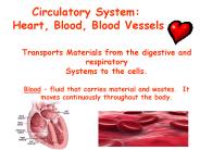 Circulatory System:    Heart, Blood, Blood Vessels
