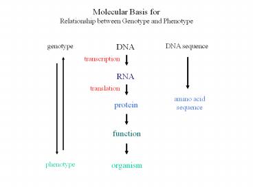 Molecular%20Basis%20for