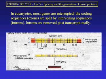 In eucaryotes, most genes are interrupted: the coding