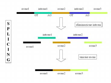 Presentazione%20di%20PowerPoint
