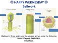 ? HAPPY WEDNESDAY ? Bellwork PowerPoint PPT Presentation