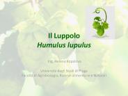 Il Luppolo Humulus lupulus