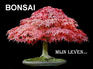 BONSAI