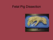 Fetal Pig Dissection