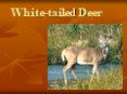 White-tailed Deer PowerPoint PPT Presentation