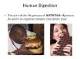 Human Digestion PowerPoint PPT Presentation