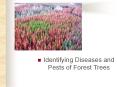 Identifying Diseases and Pests of Forest Trees PowerPoint PPT Presentation