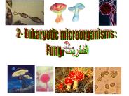 2- Eukaryotic microorganisms :