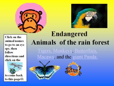 Endangered Animals of the rain forest