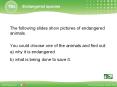 The following slides show pictures of endangered animals. PowerPoint PPT Presentation