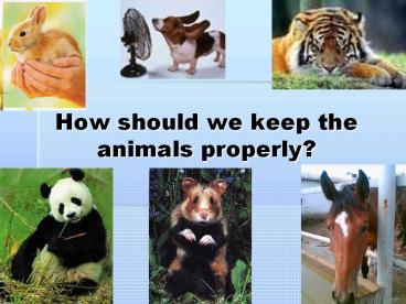 How%20should%20we%20keep%20the%20animals%20properly?