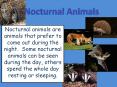 Nocturnal Animals PowerPoint PPT Presentation