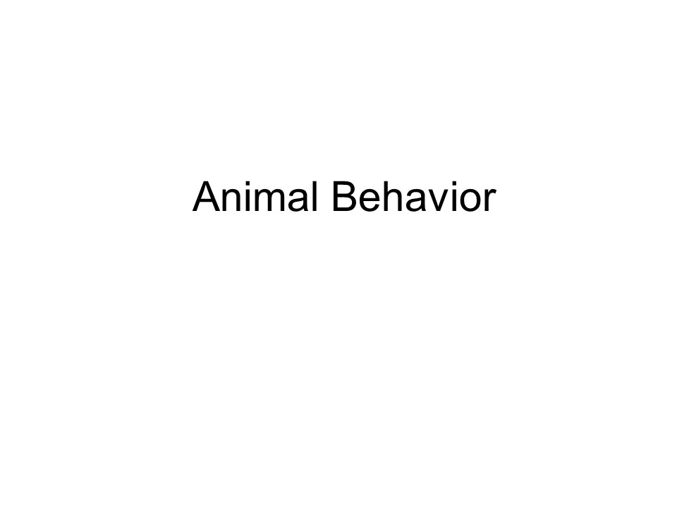 PPT Animal Behavior PowerPoint presentation free to download id