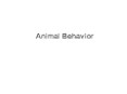 Animal Behavior PowerPoint PPT Presentation