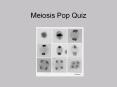 Meiosis Pop Quiz PowerPoint PPT Presentation