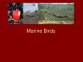 Marine Birds PowerPoint PPT Presentation