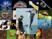 Introduction to Animals