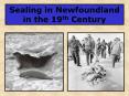 Sealing in Newfoundland in the 19th Century PowerPoint PPT Presentation