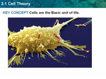 KEY CONCEPT Cells are the Basic unit of life.