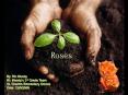 Roses PowerPoint PPT Presentation