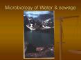 Microbiology of Water PowerPoint PPT Presentation