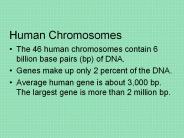 Human%20Chromosomes