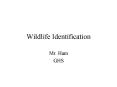 Wildlife Identification PowerPoint PPT Presentation