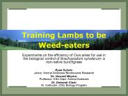 Training Lambs to be Weed-eaters