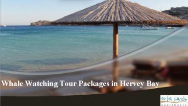 Whale Watching Tour Packages in Hervey Bay