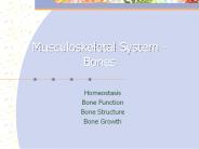 Musculoskeletal System - Bones
