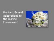 Marine Life and Adaptations to the Marine Environment
