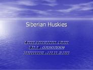 Siberian Huskies