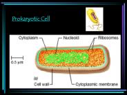 Prokaryotic Cell