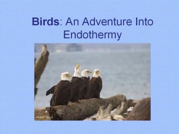 Birds:%20An%20Adventure%20Into%20Endothermy