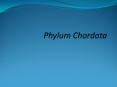 Phylum Chordata PowerPoint PPT Presentation